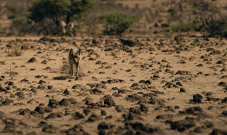 Coyotl